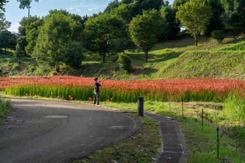 キトラ公園の彼岸花20260913-2.jpg