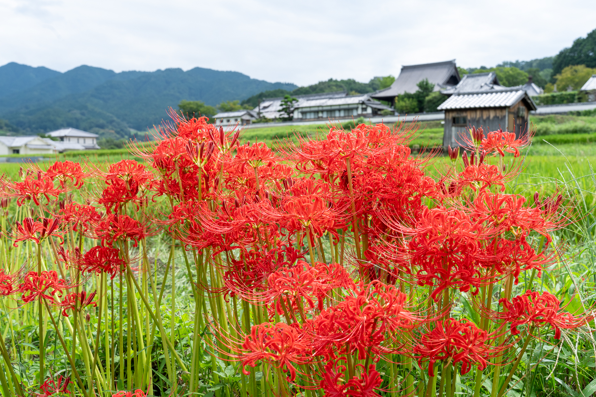 橘寺の彼岸花