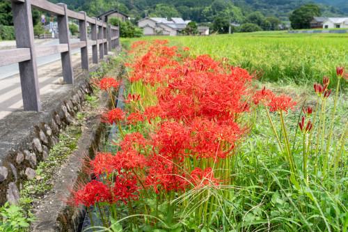 橘寺20260918-5.jpg
