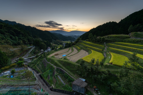 秋の明日香村の棚田風景：上（かむら）