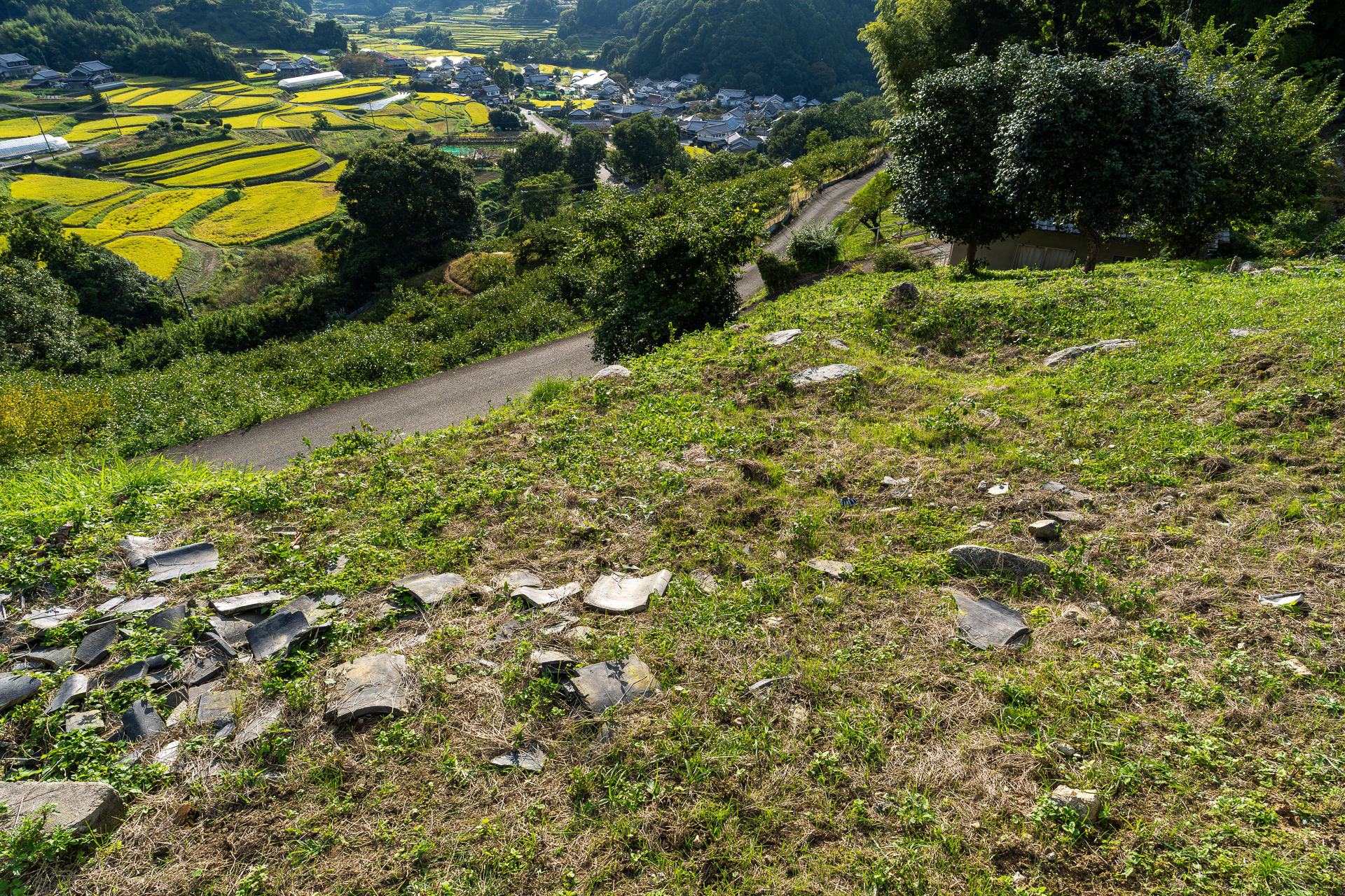 上居の貝殻20261009-3.jpg