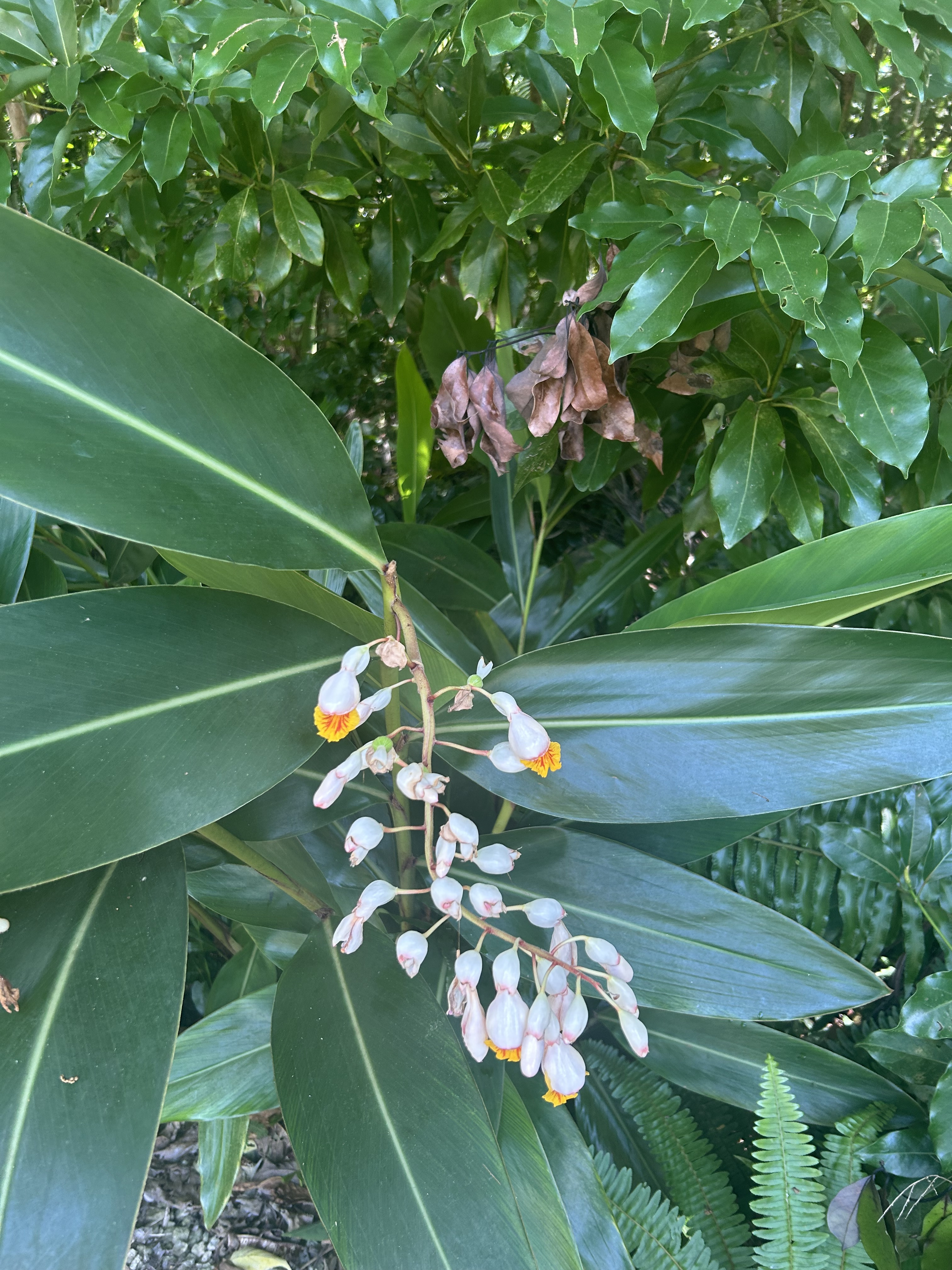 妊娠中の方のご利用について🌸