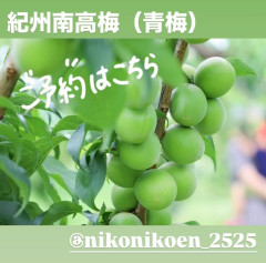 梅22.jpg