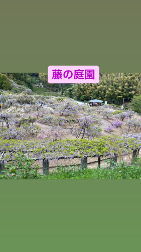 藤の庭園