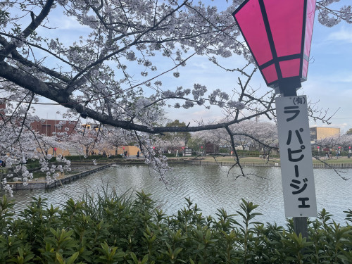 蓮華寺池公園桜満開