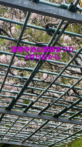 蓮華寺公園藤まつり