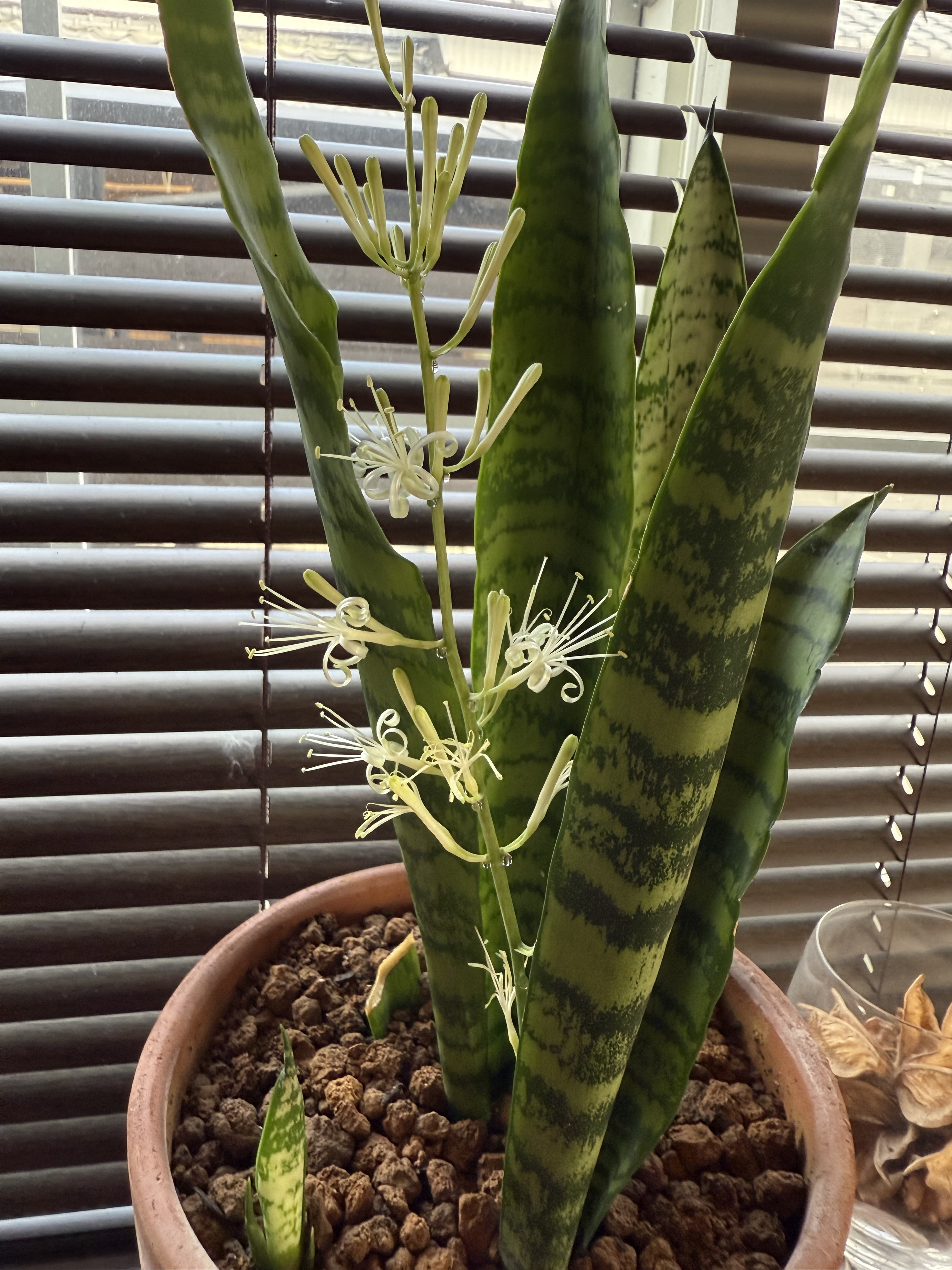 開花