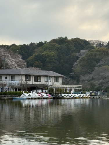 蓮華寺池公園桜開花