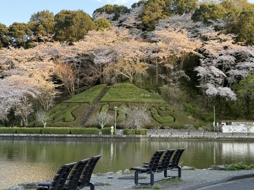 蓮華寺池公園桜満開