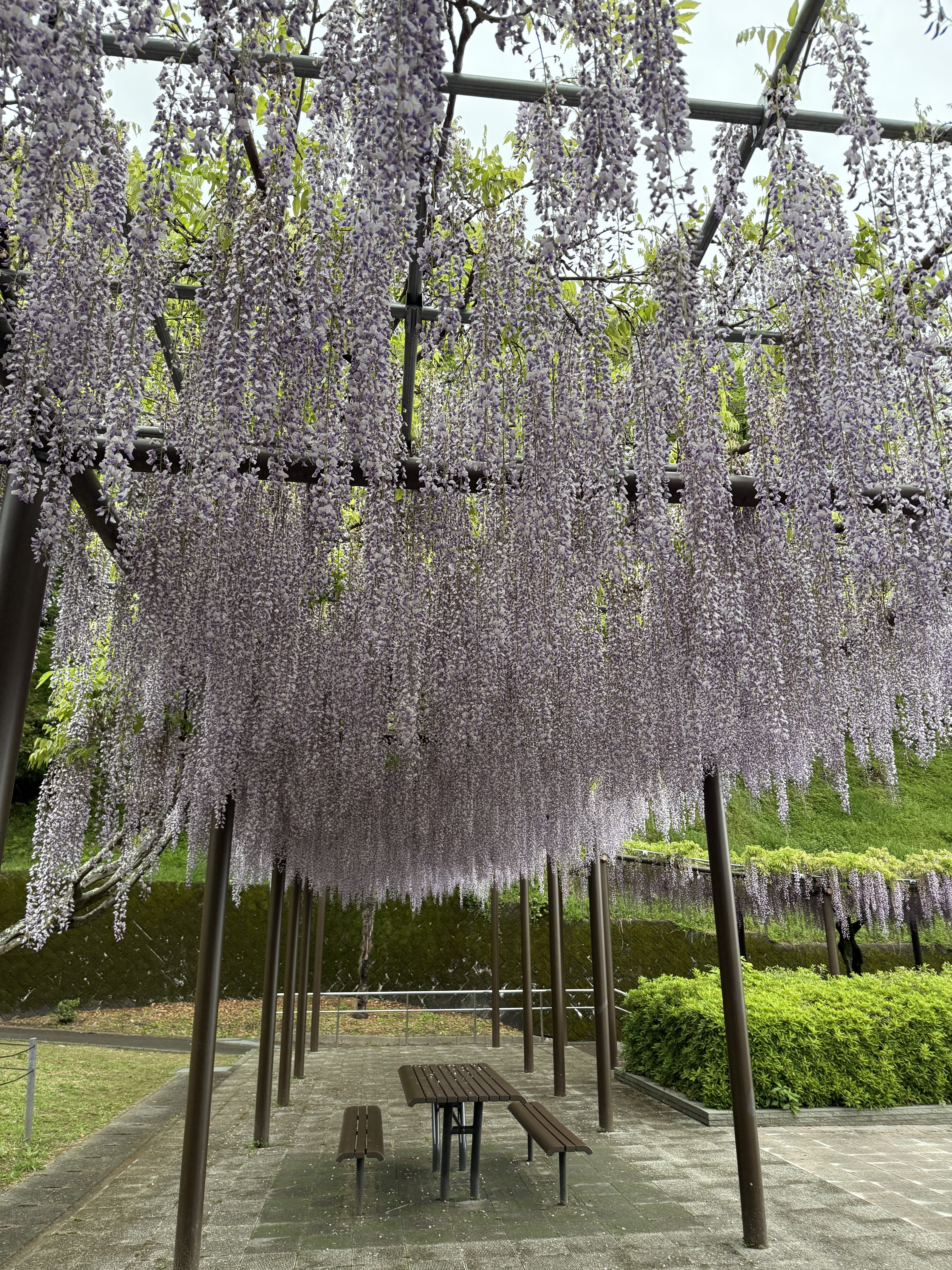4.23 蓮華寺池公園