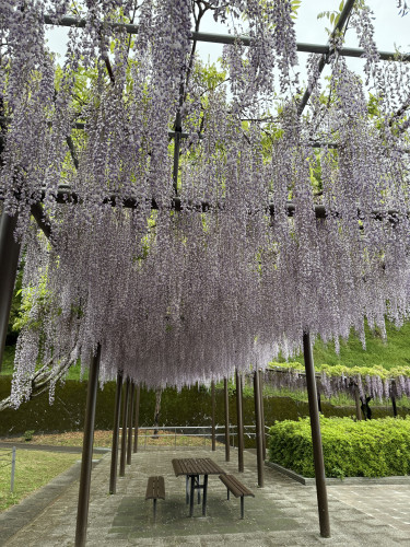4.23 蓮華寺池公園