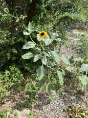 IMG_0261.jpeg