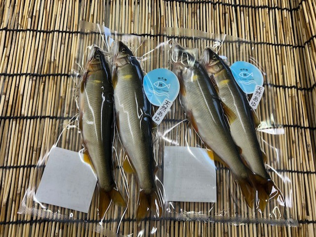 生鮎（中）