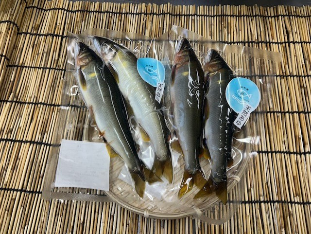 生鮎（大）