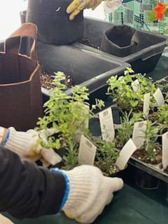 小さなスペース・ベランダで手軽に楽しくはじめる園芸