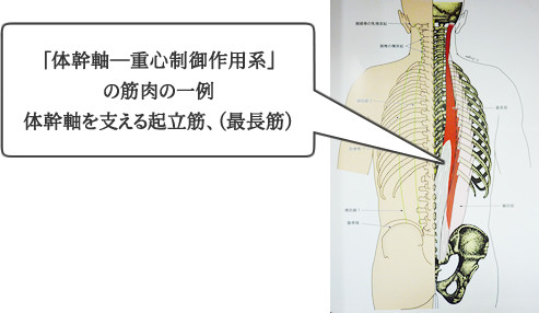 脊柱起立筋群調整法