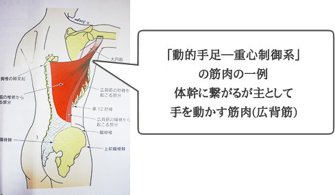 四肢交差性筋群調整法