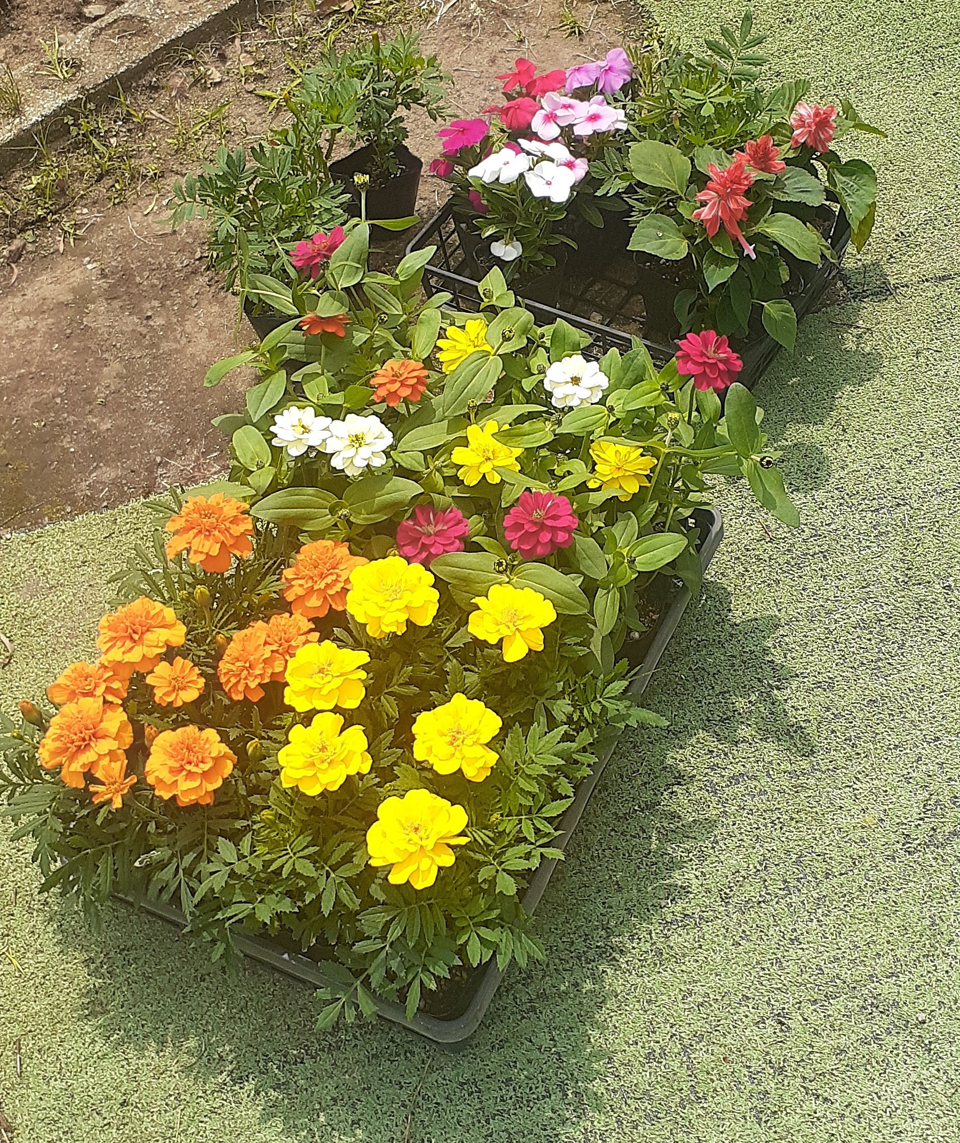 綺麗なお花植えました！