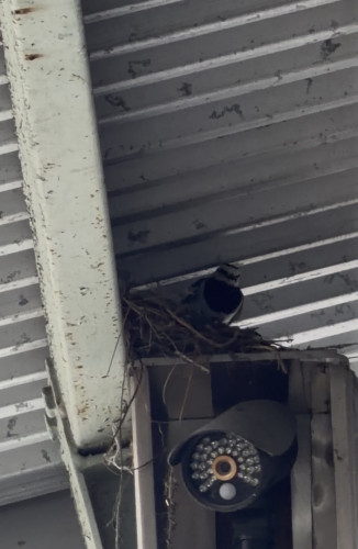 鳥さん　7月3日.jpeg
