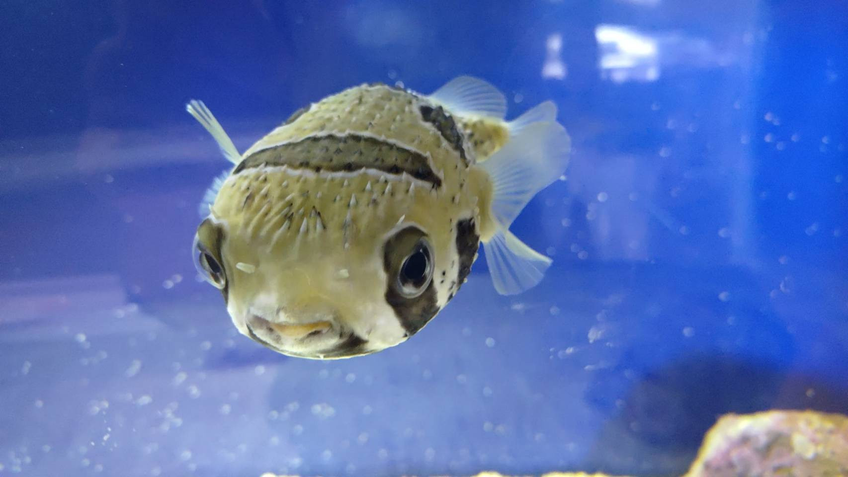 ヒトズラハリセンボン