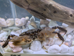 モクズガニ