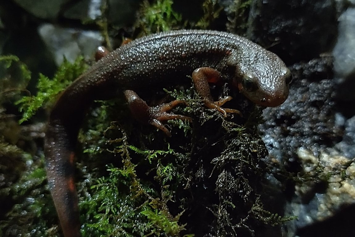 アカハライモリ (滝リウム)