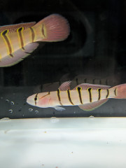 キヌバリ （日本海型）