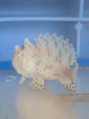 カエルアンコウ