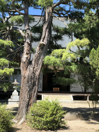 緑豊かなお庭