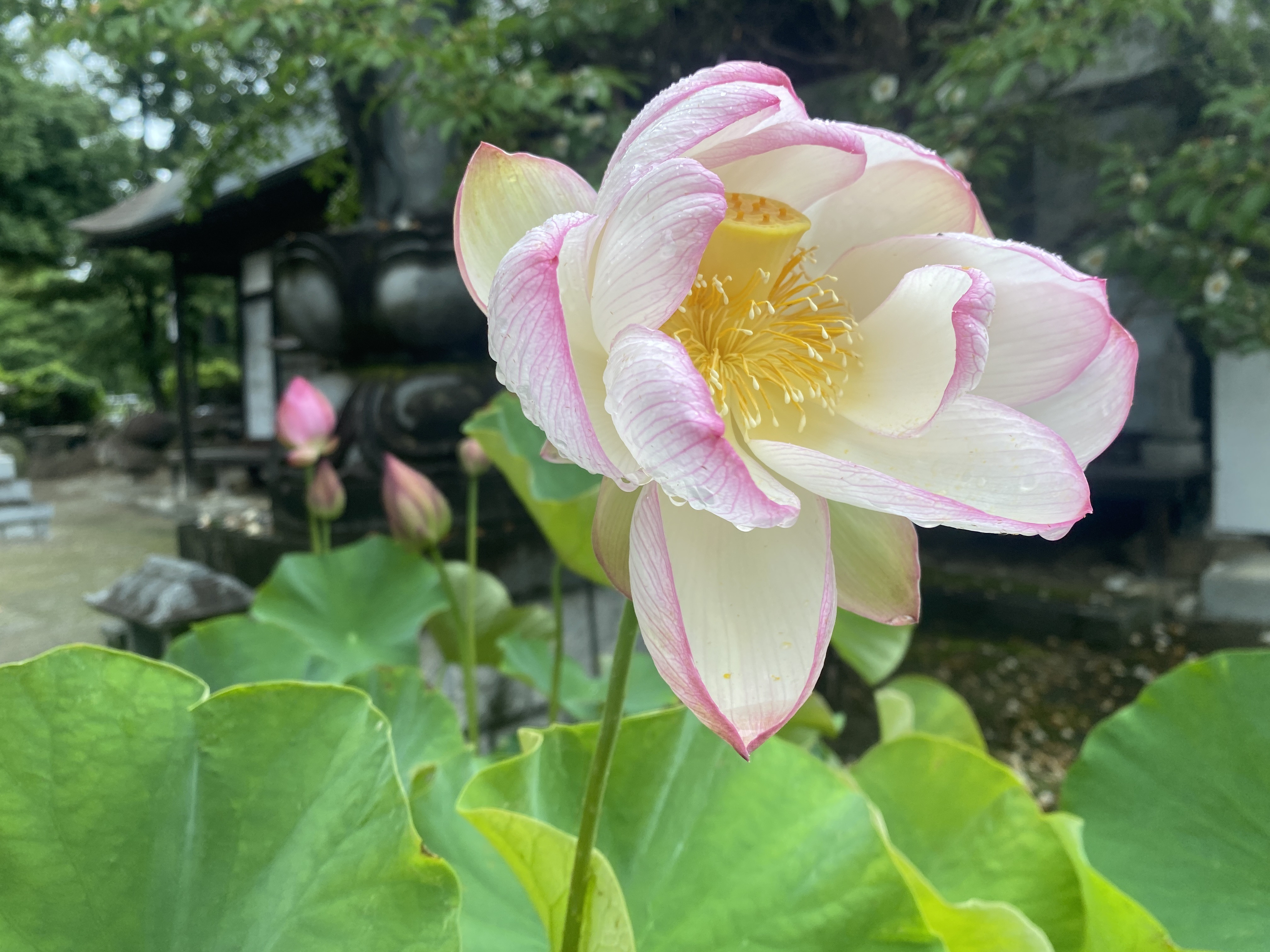 蓮の花.jpg