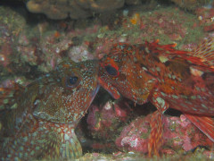 IMG_7023.jpeg