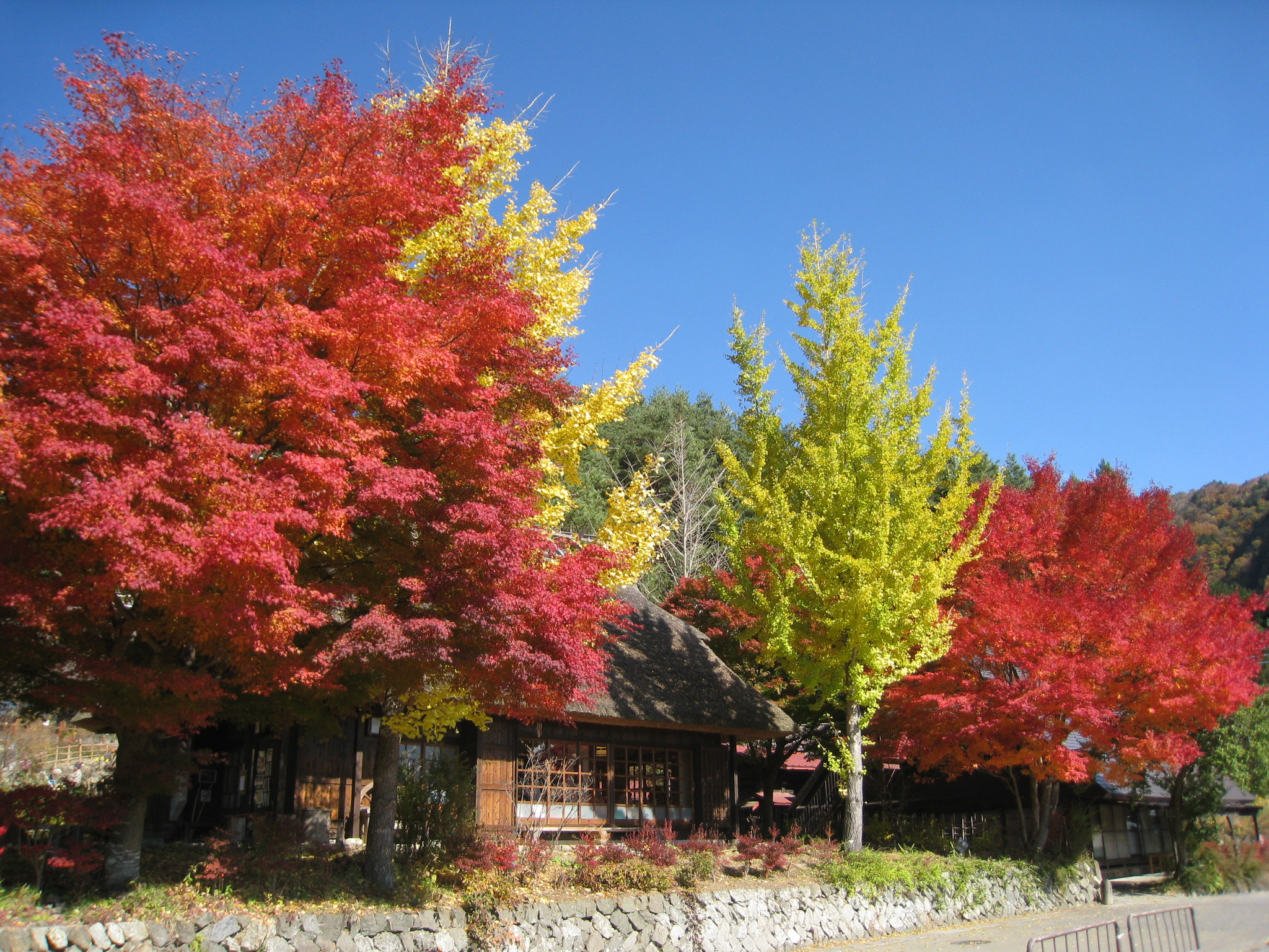 秋.JPG