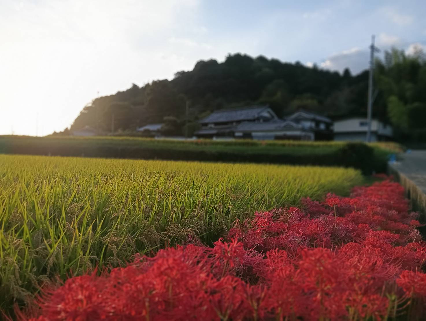 彼岸花