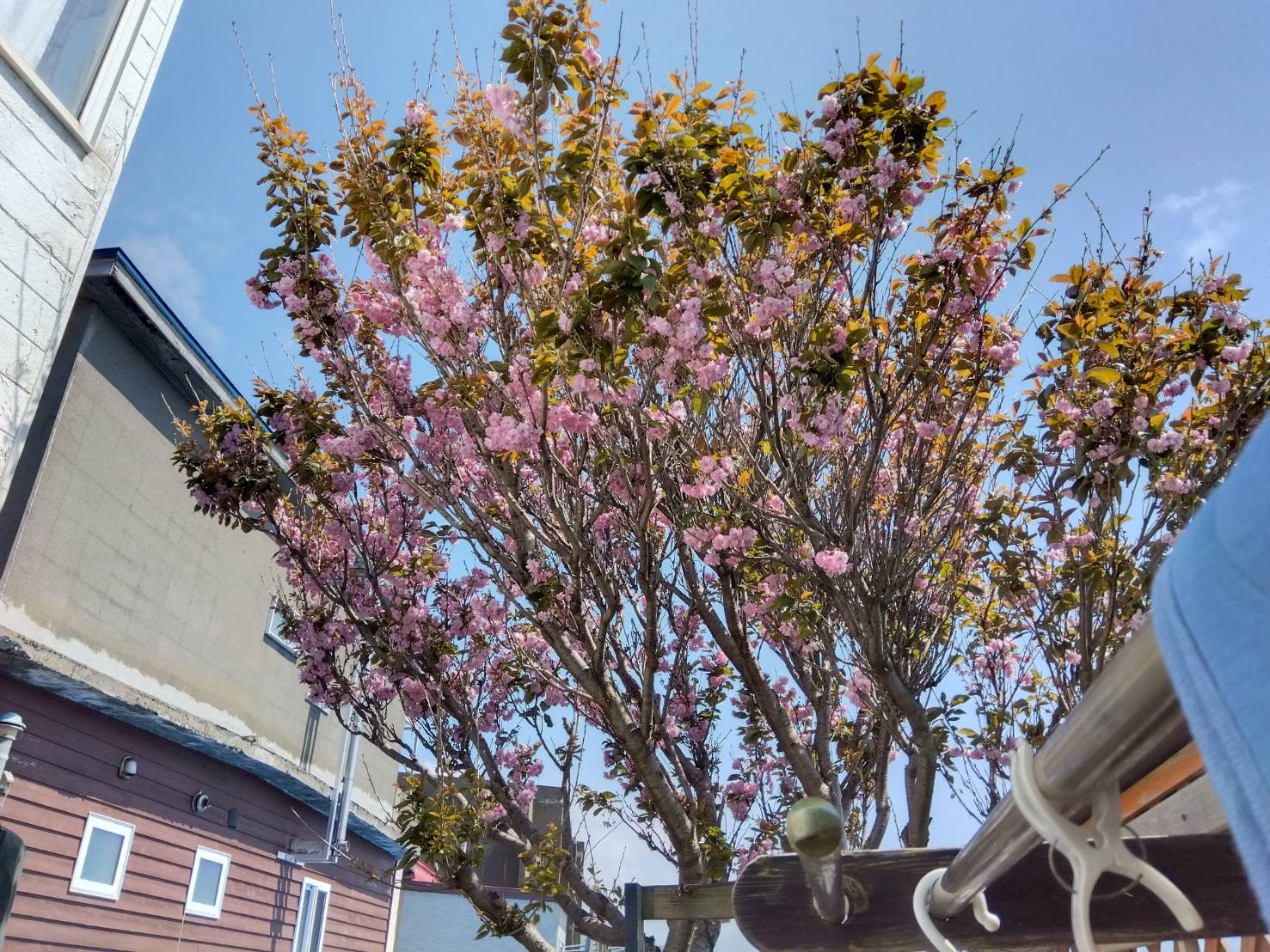桜