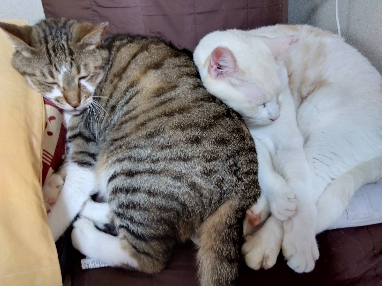 猫たち
