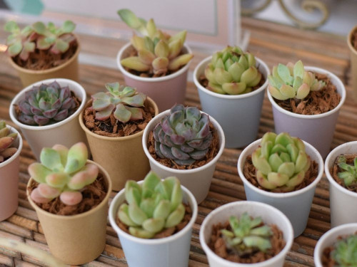 多肉植物フェア2