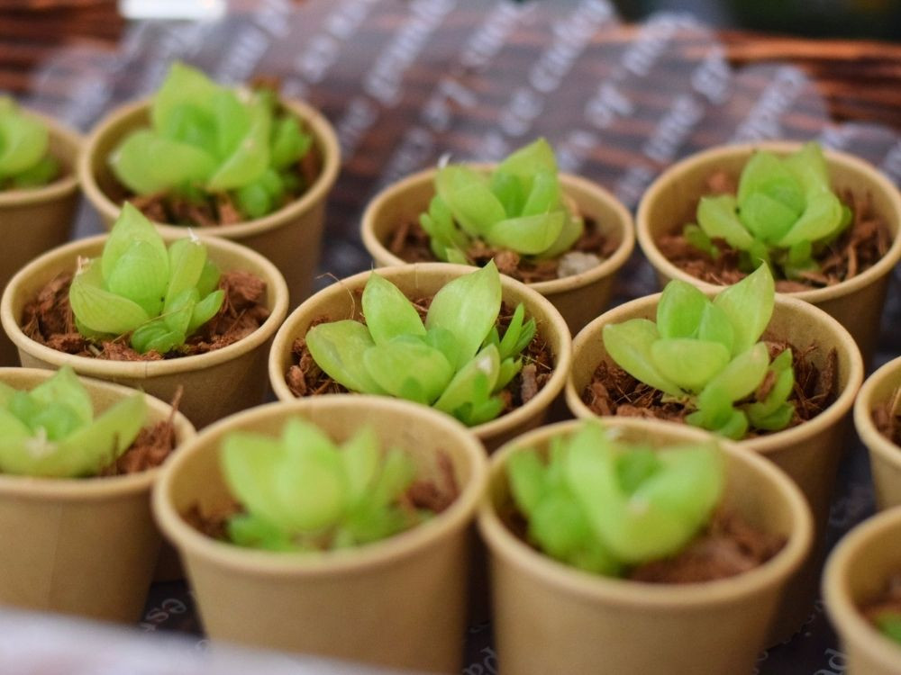 多肉植物フェア