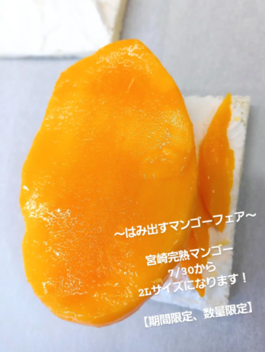 マンゴー.png