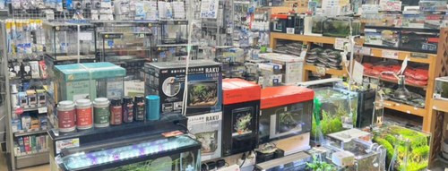 店舗の水槽売場