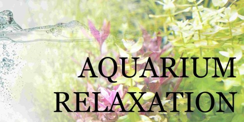 AQUARIUM RELAXATION