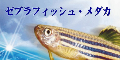 ゼブラフィッシュ・メダカ