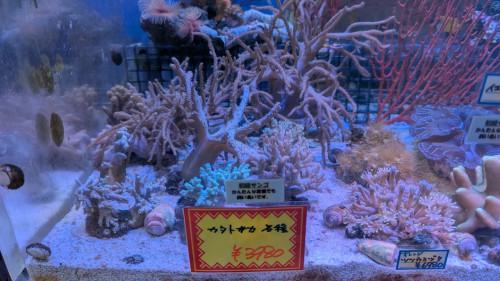 IMG_0036.jpeg