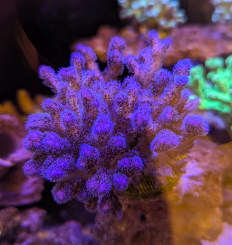IMG_0065.jpeg
