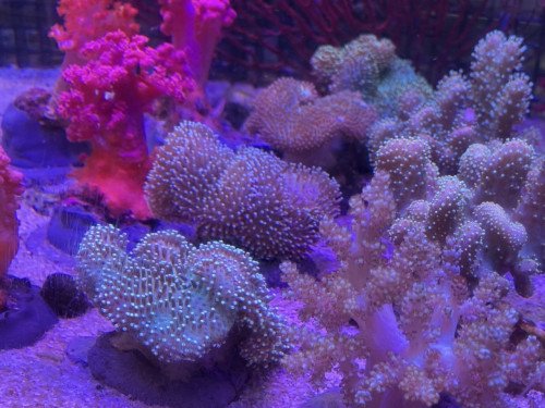 IMG_0204.jpeg