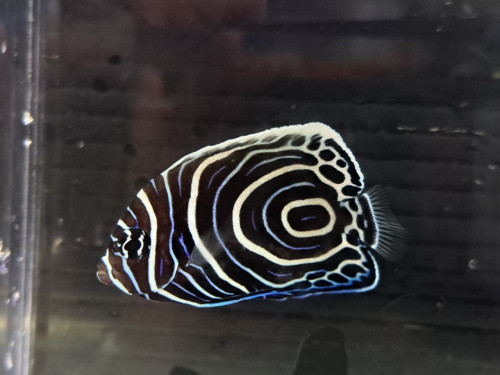 IMG_0220.jpeg