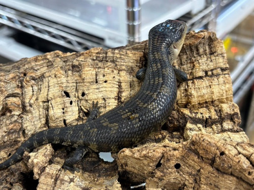 0A9B3D62-58D7-42B7-AE38-3034D82F16F5.jpg