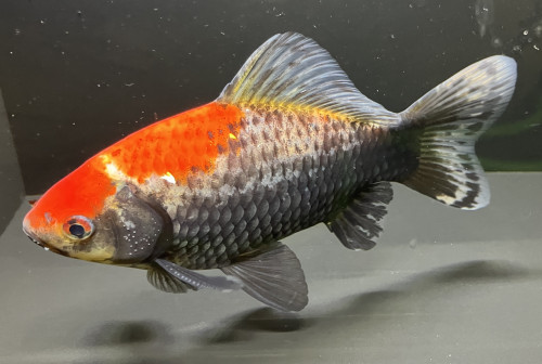 IMG_0098.jpeg