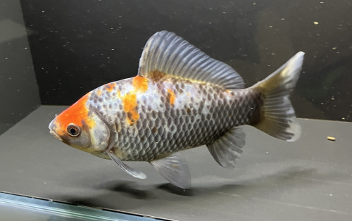 IMG_0155.jpeg