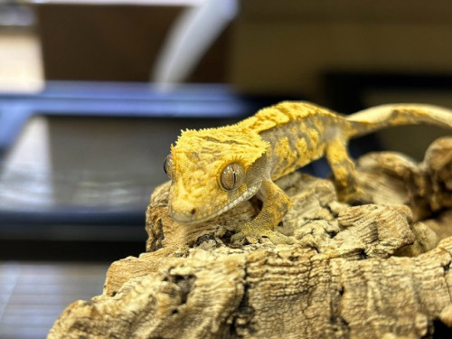 LINE_ALBUM_20261004_261004_9.jpg