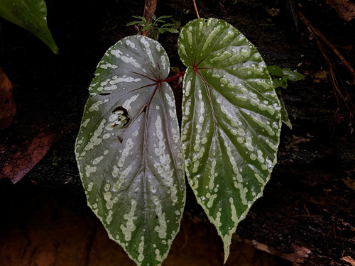 image50.jpg